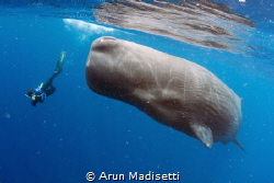 Photographer and Sperm Whale (taken under permit) by Arun Madisetti 
